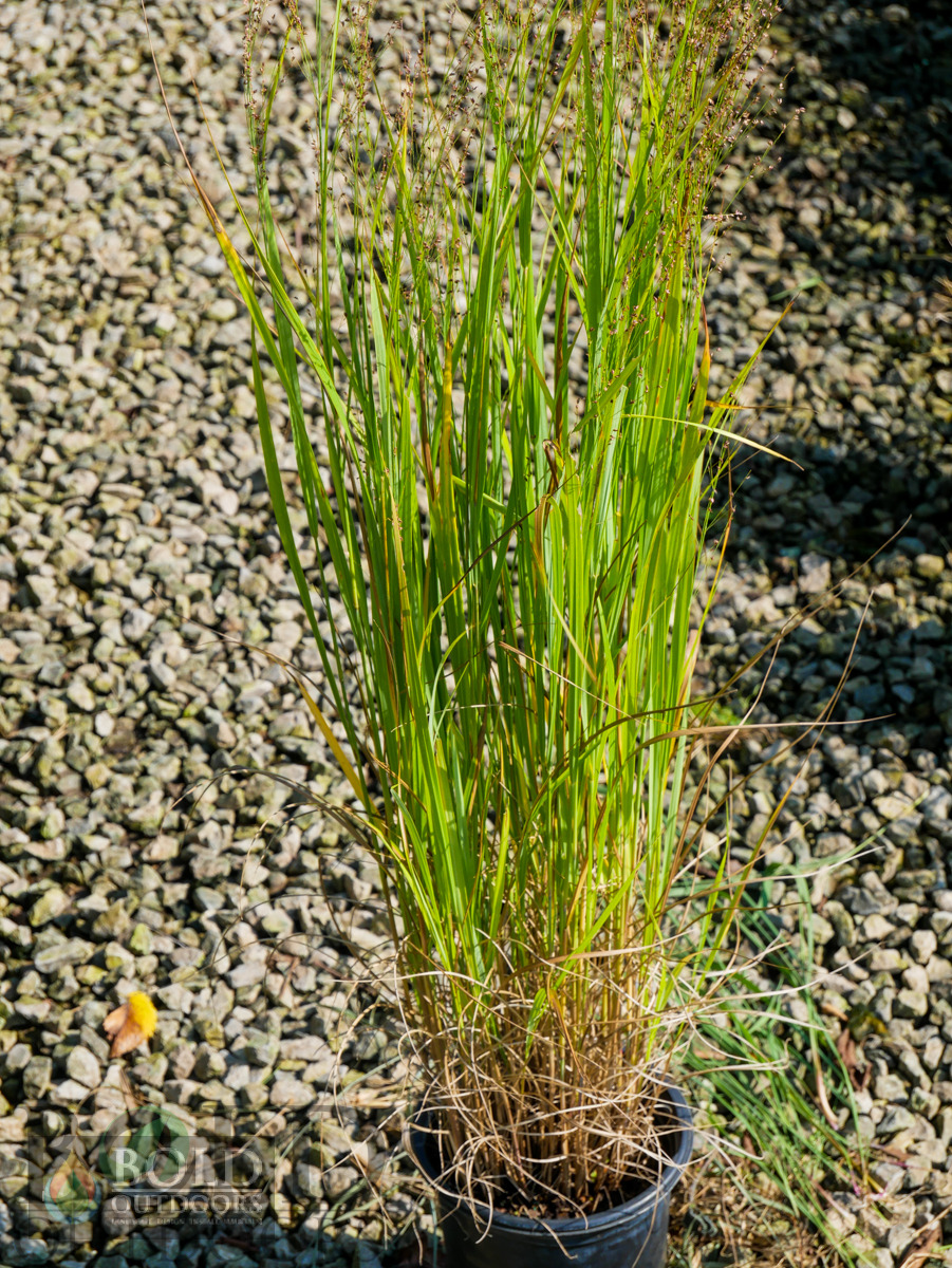 Northwind Upright Switch Grass