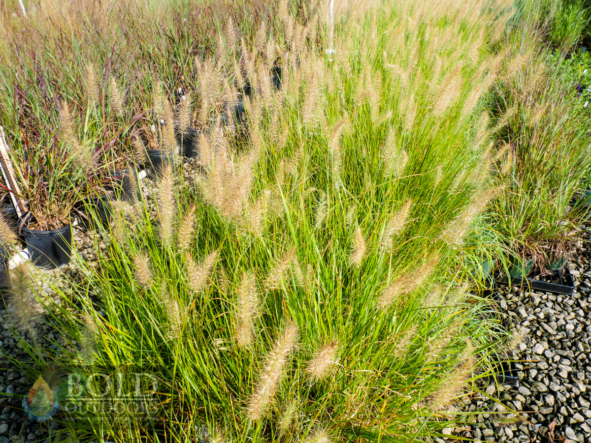 Hameln Dwarf Fountain Grass
