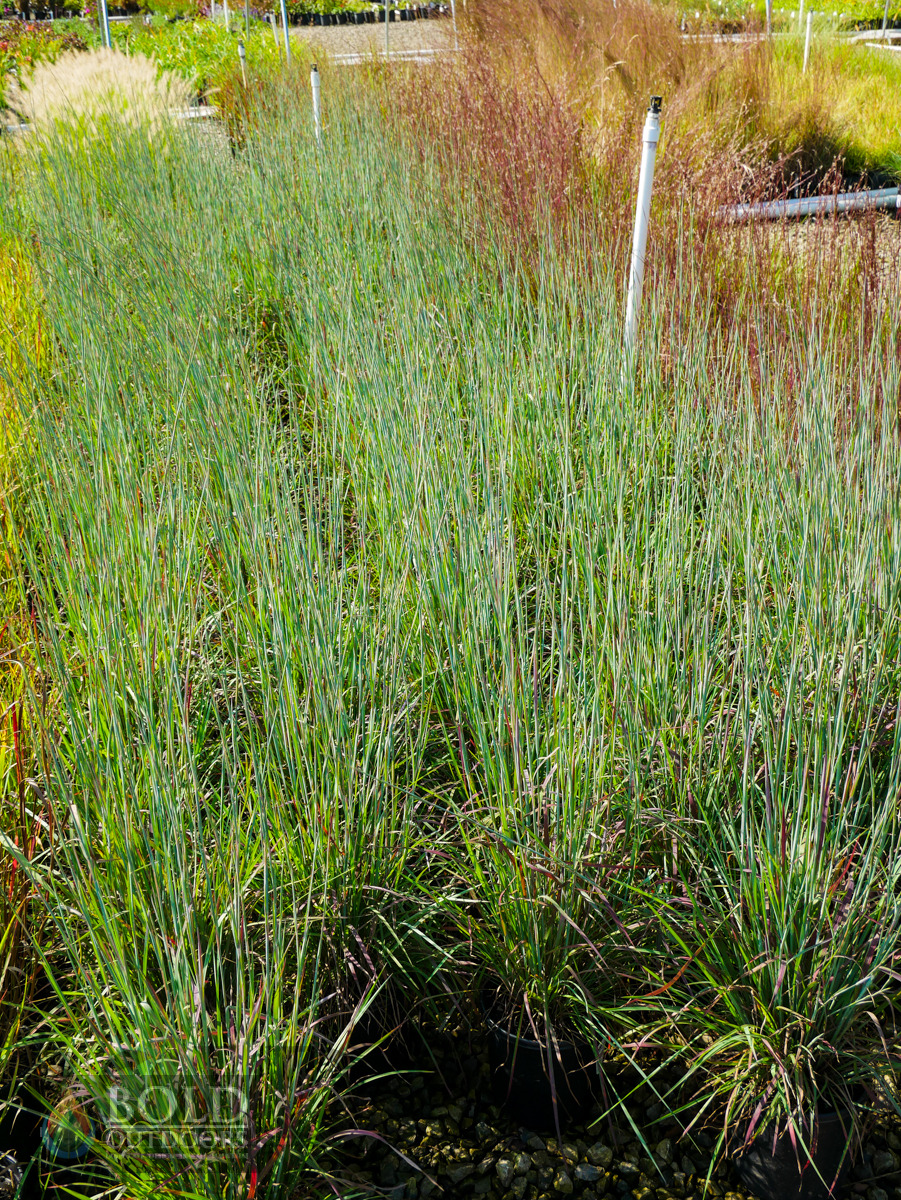 Standing Ovation Little Bluestem
