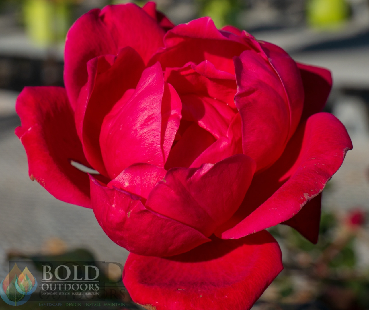 Double Knock Out Rose
