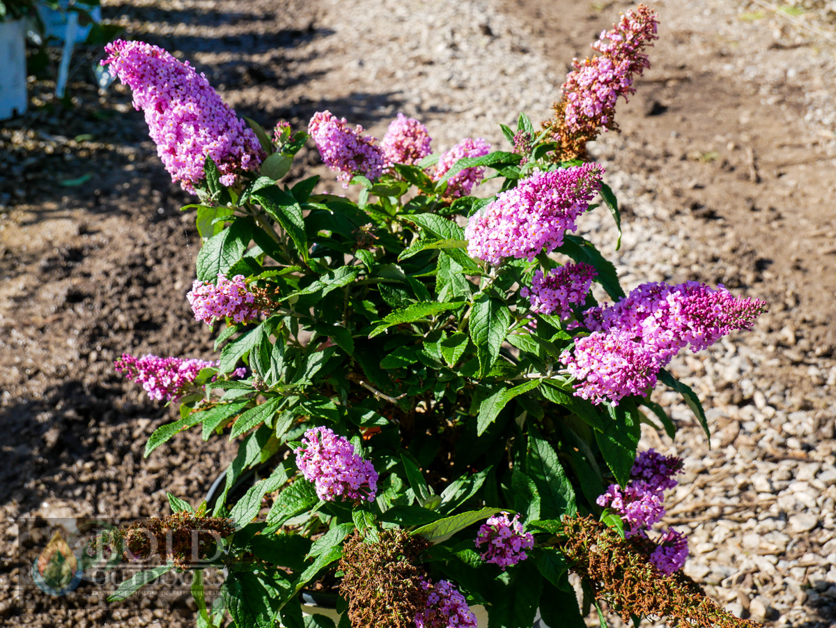 Pugster® Pinker™ Butterfly Bush
