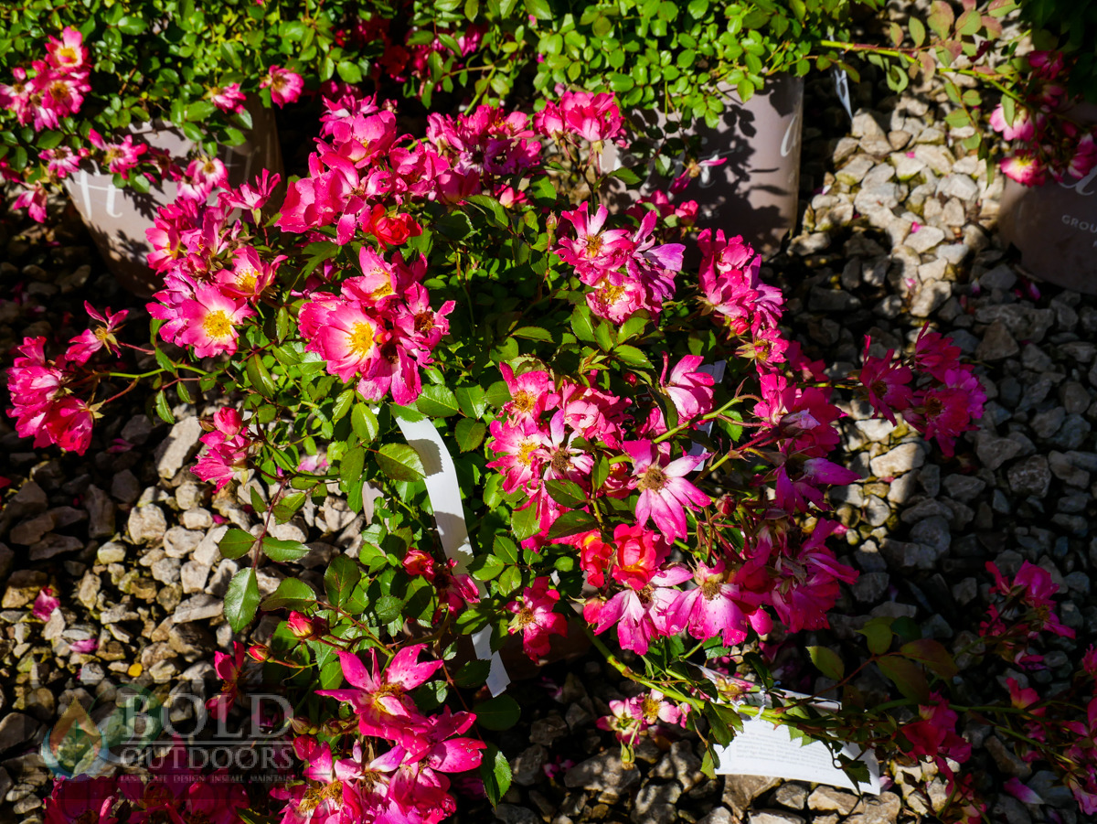 Pink Drift Rose