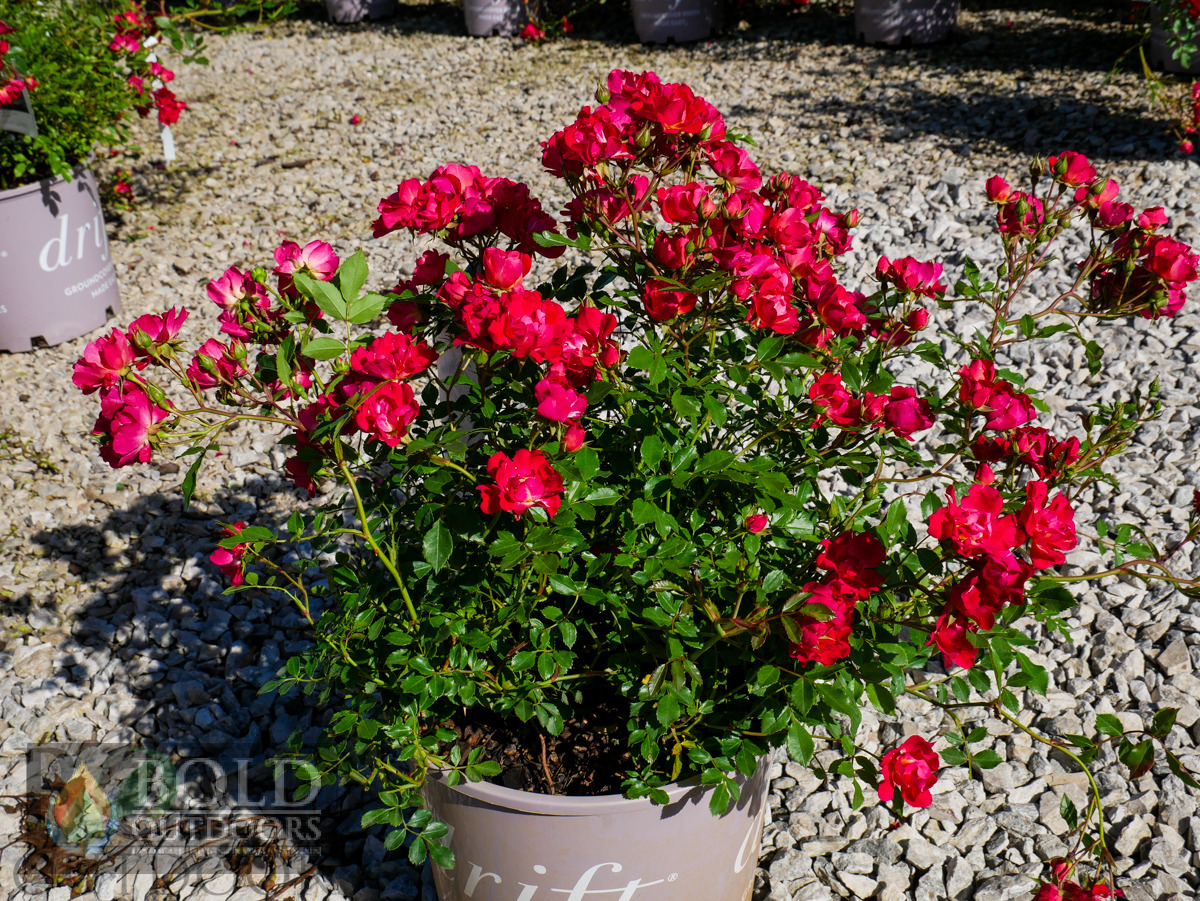 Red Drift Rose