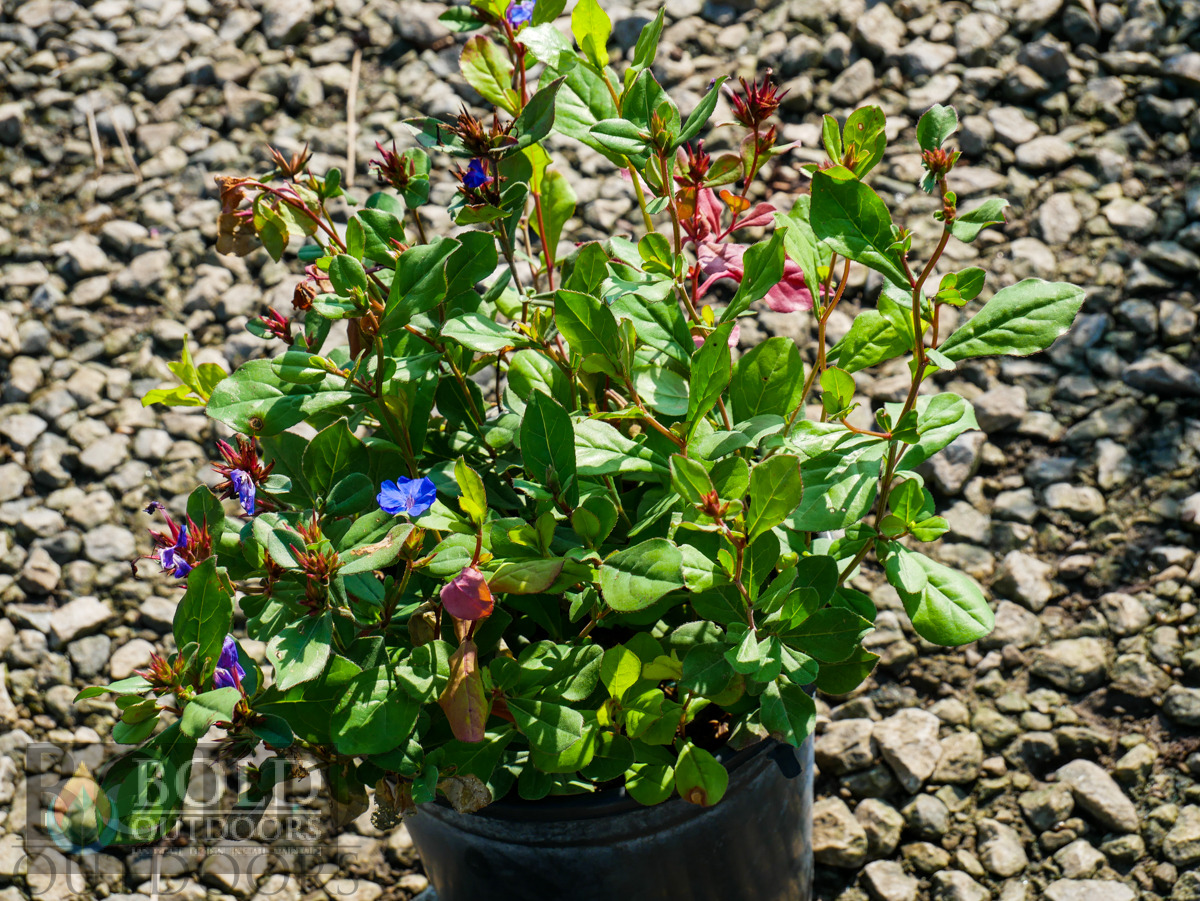 Plumbago