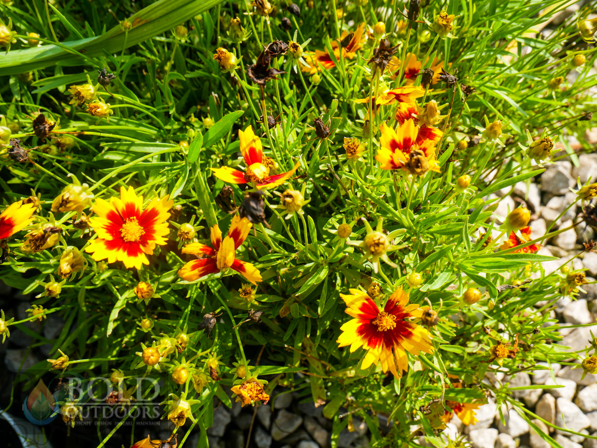UpTick™ Yellow & Red Coreopsis