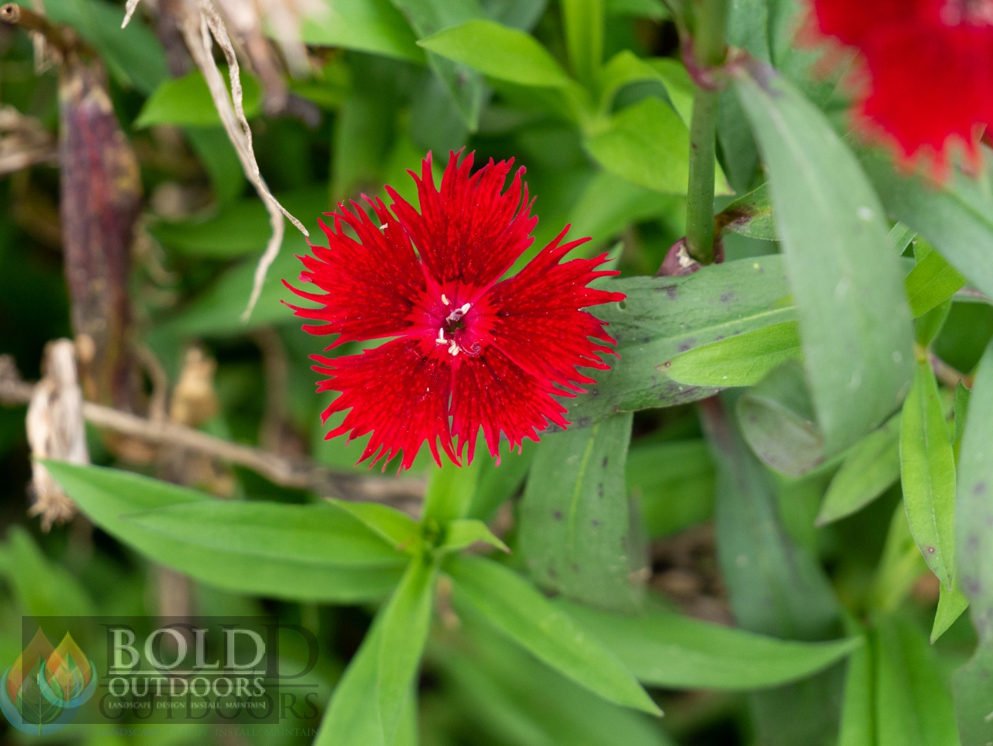 Fire Star Dianthus