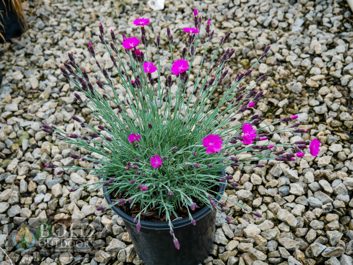 Firewitch Dianthus