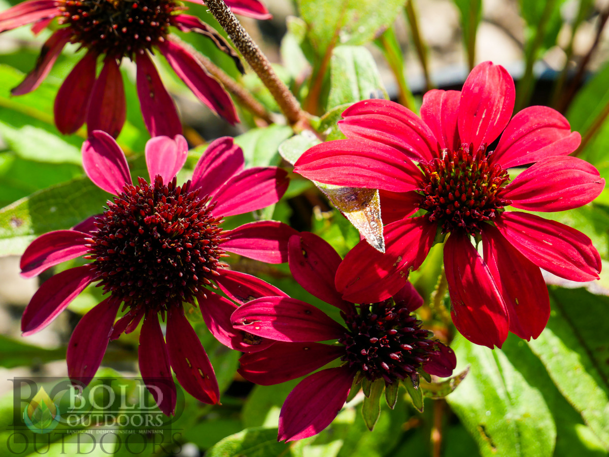 SOMBRERO® Baja Burgundy Coneflower