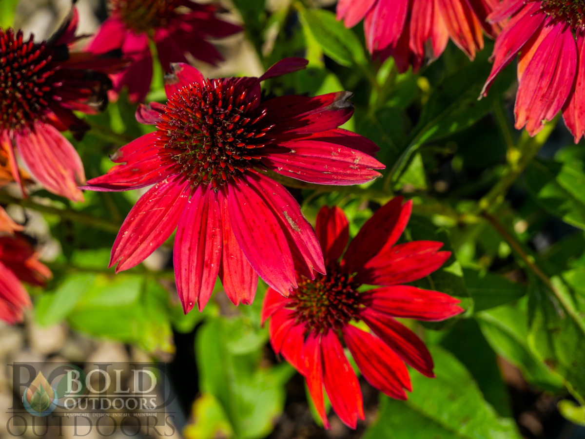 SOMBRERO® Salsa Red Coneflower