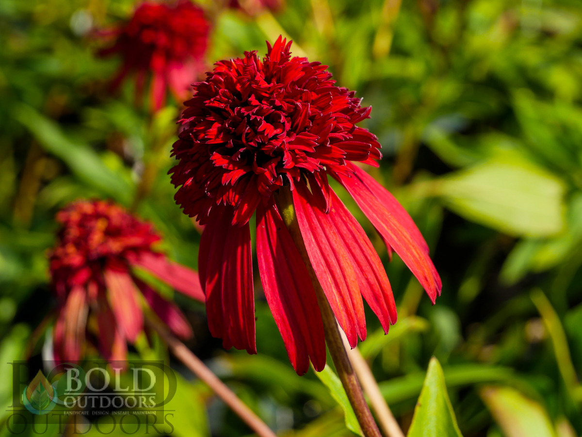 Hot Papaya Coneflower