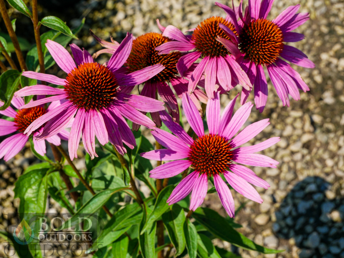 Magnus Coneflower