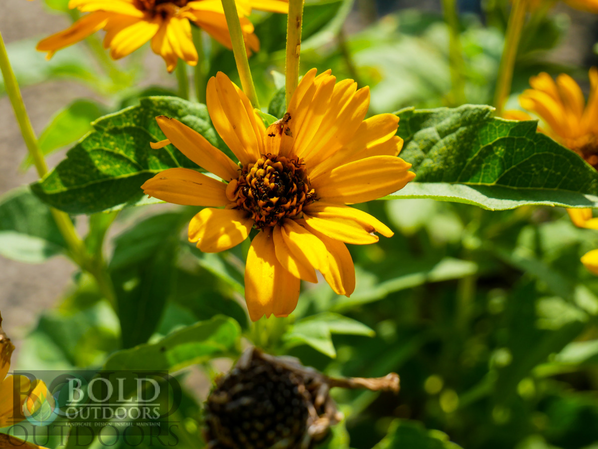 Tuscan Sun False Sunflower