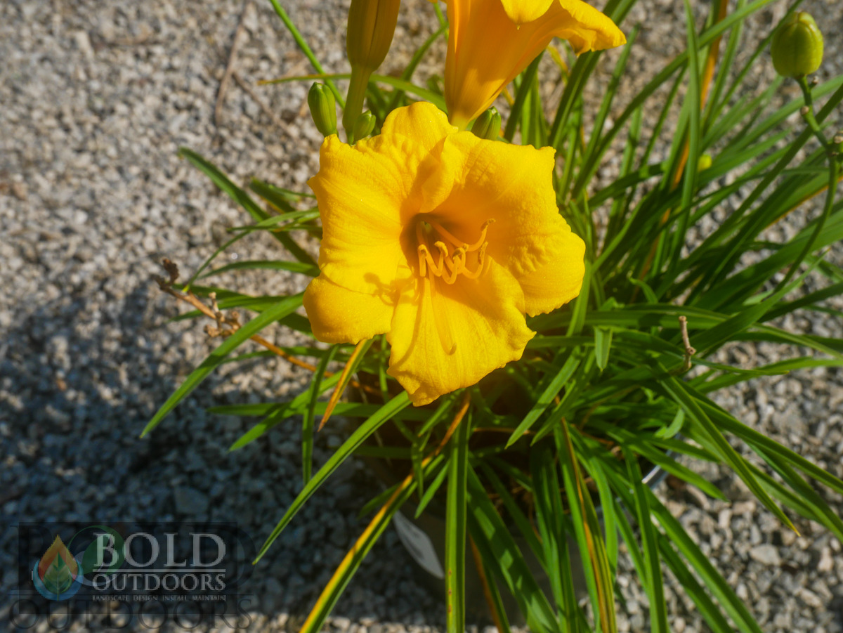Stella D'Oro Daylily
