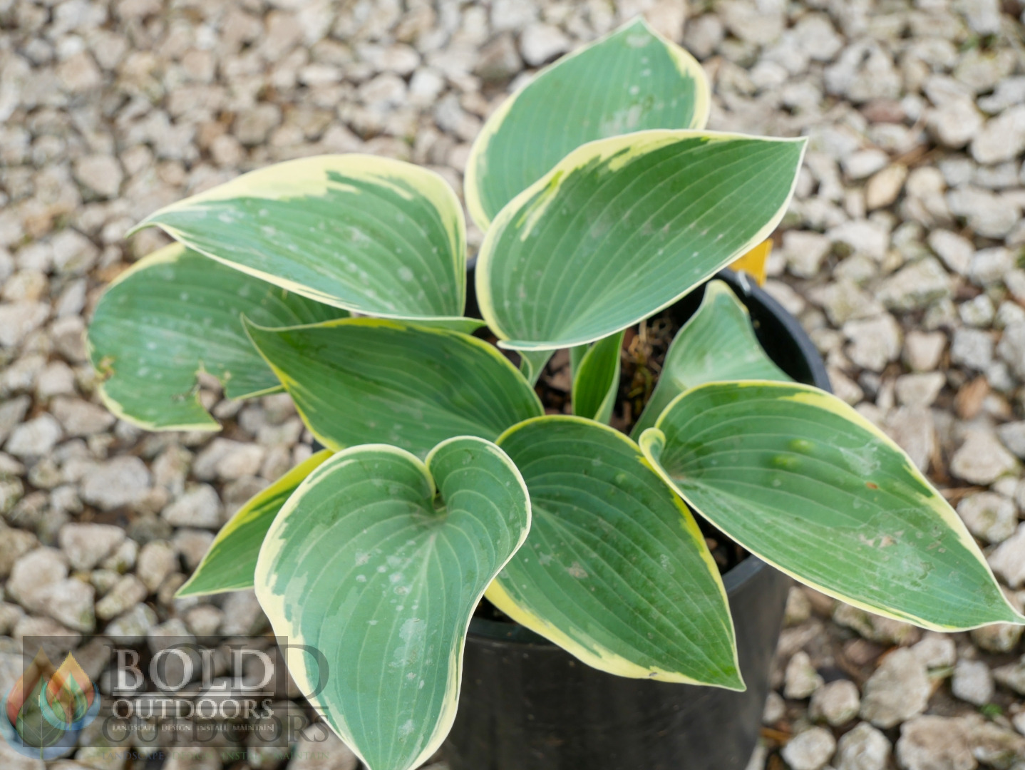 First Frost Hosta