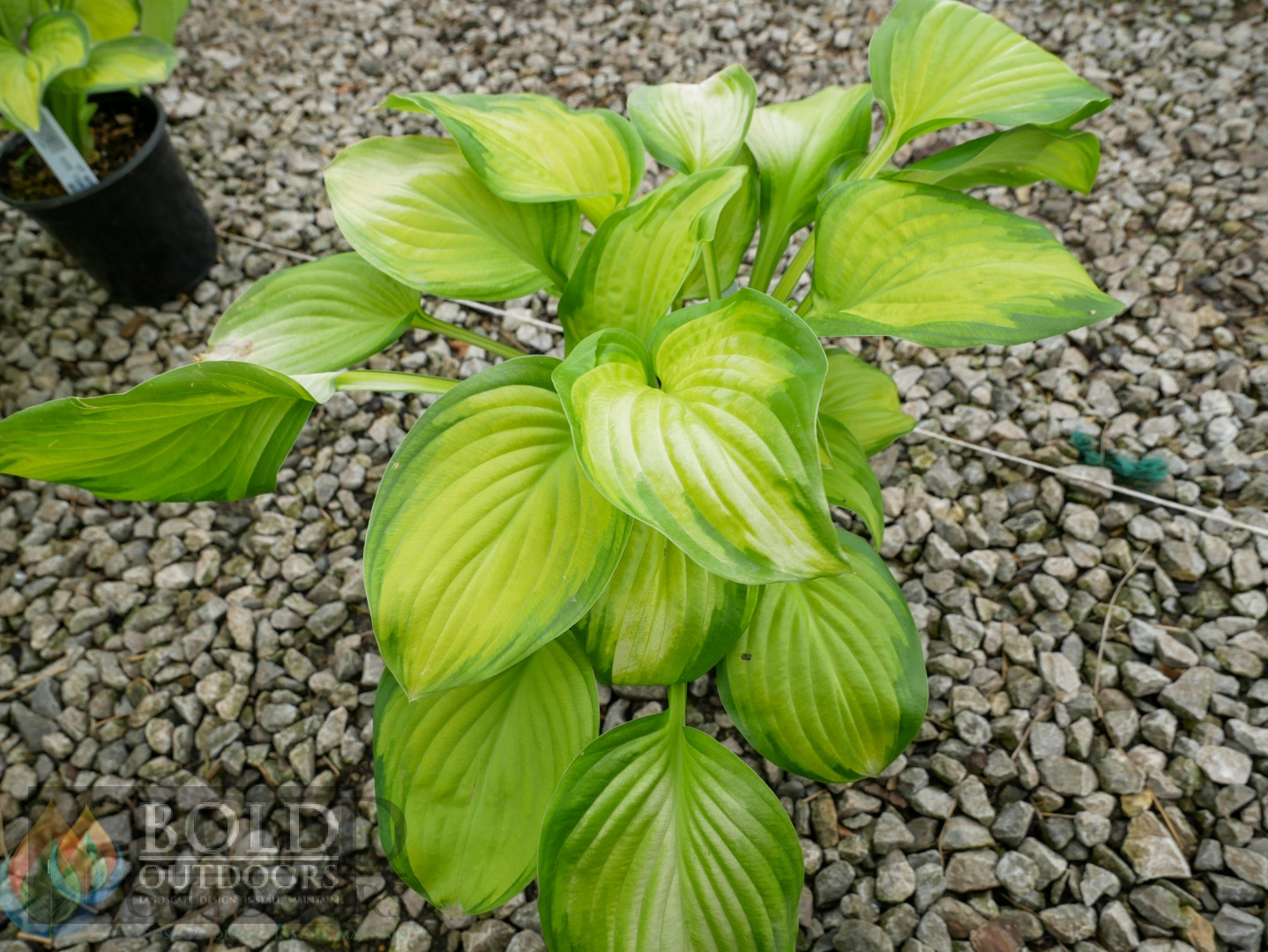Stained Glass Hosta
