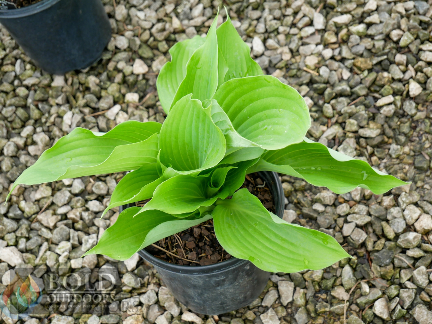 Sum & Substance Hosta