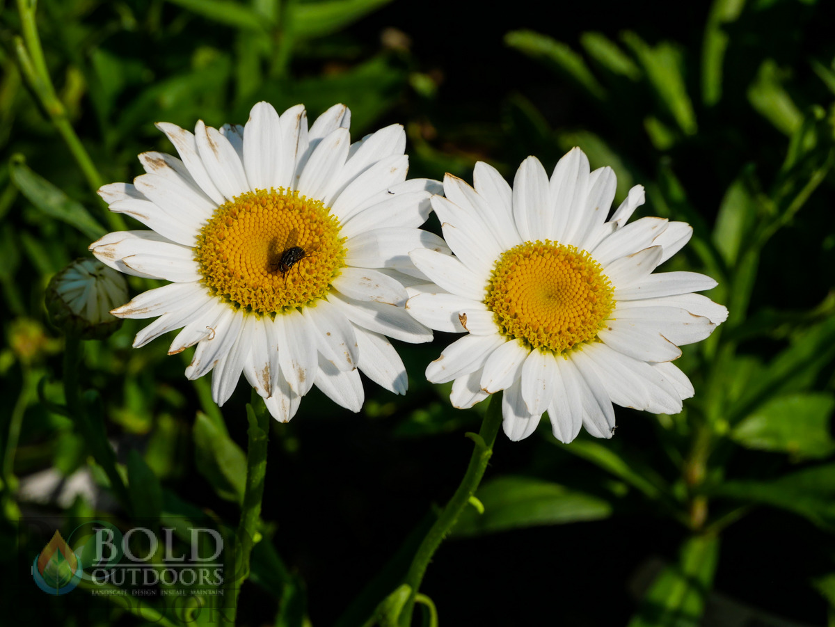 Becky Shasta Daisy