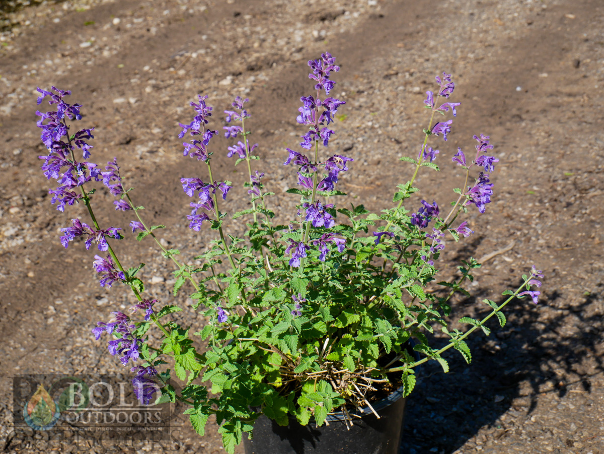 Walker's Low Catmint