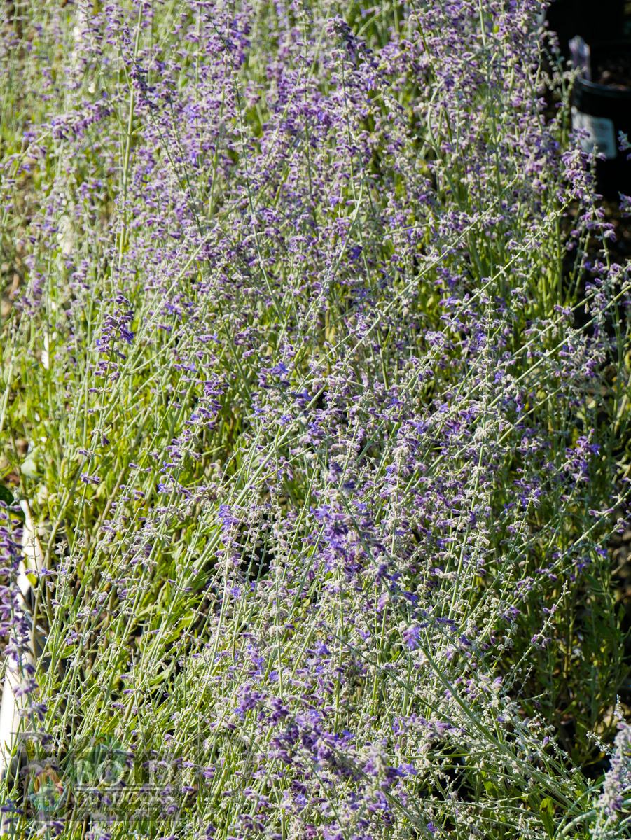 Little Spire Russian Sage