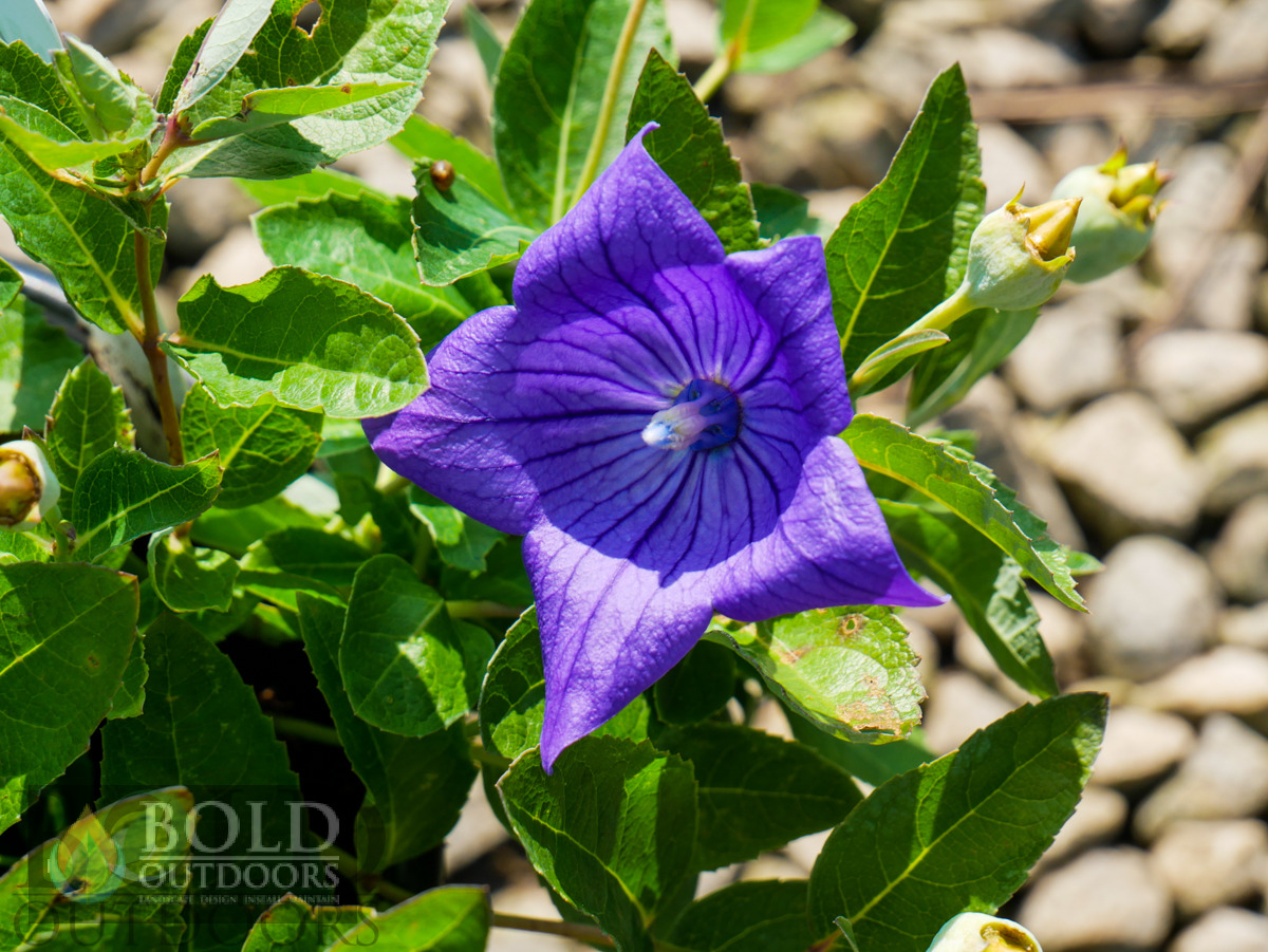 Sentimental Blue Balloon Flower