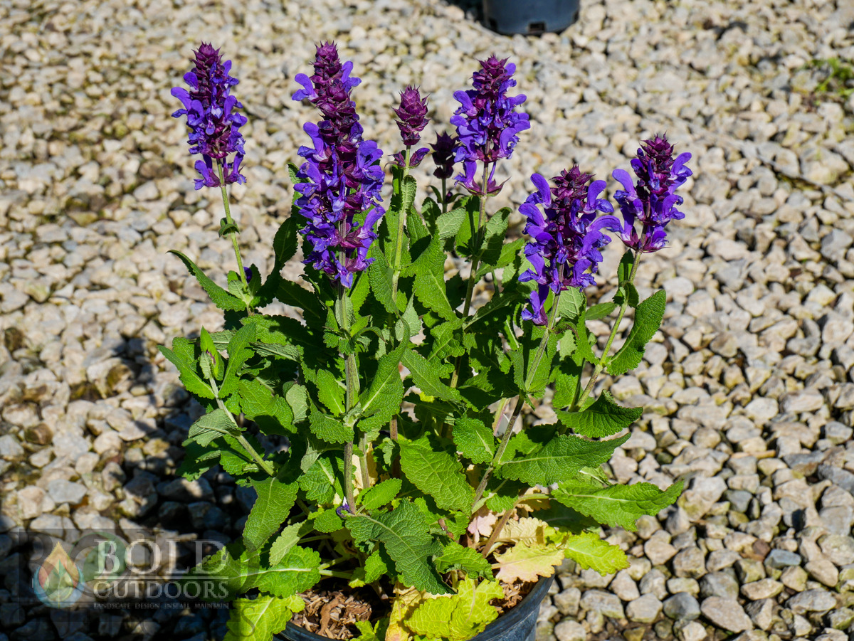 Blue Marvel Salvia