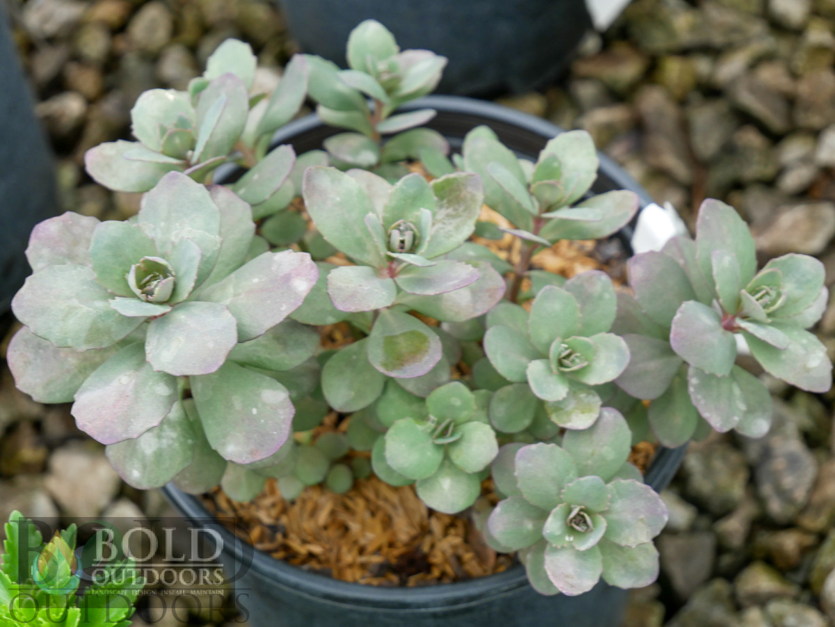 SUNSPARKLER® Plum Dazzled Sedum
