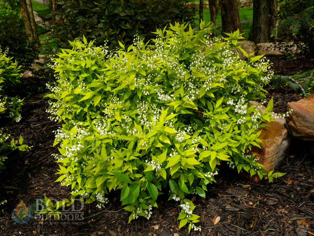 Chardonnay Pearls® Deutzia