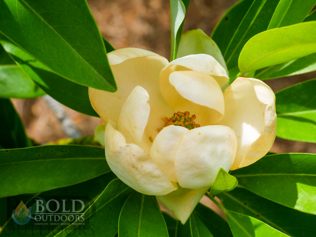 Sweetbay Magnolia