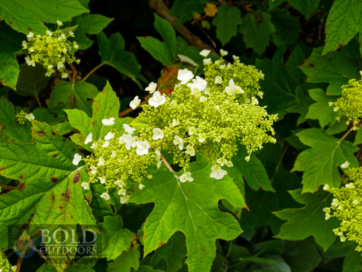 Sike's Dwarf Oakleaf Hydrangea