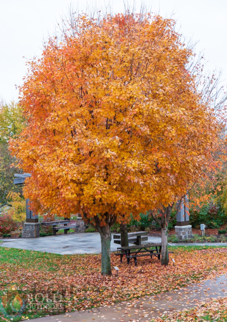 Bonfire Sugar Maple