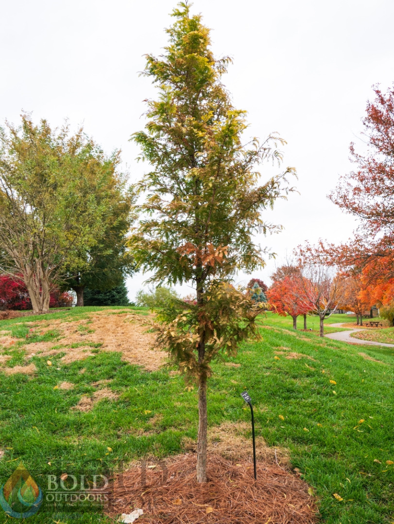Gold Rush Dawn Redwood