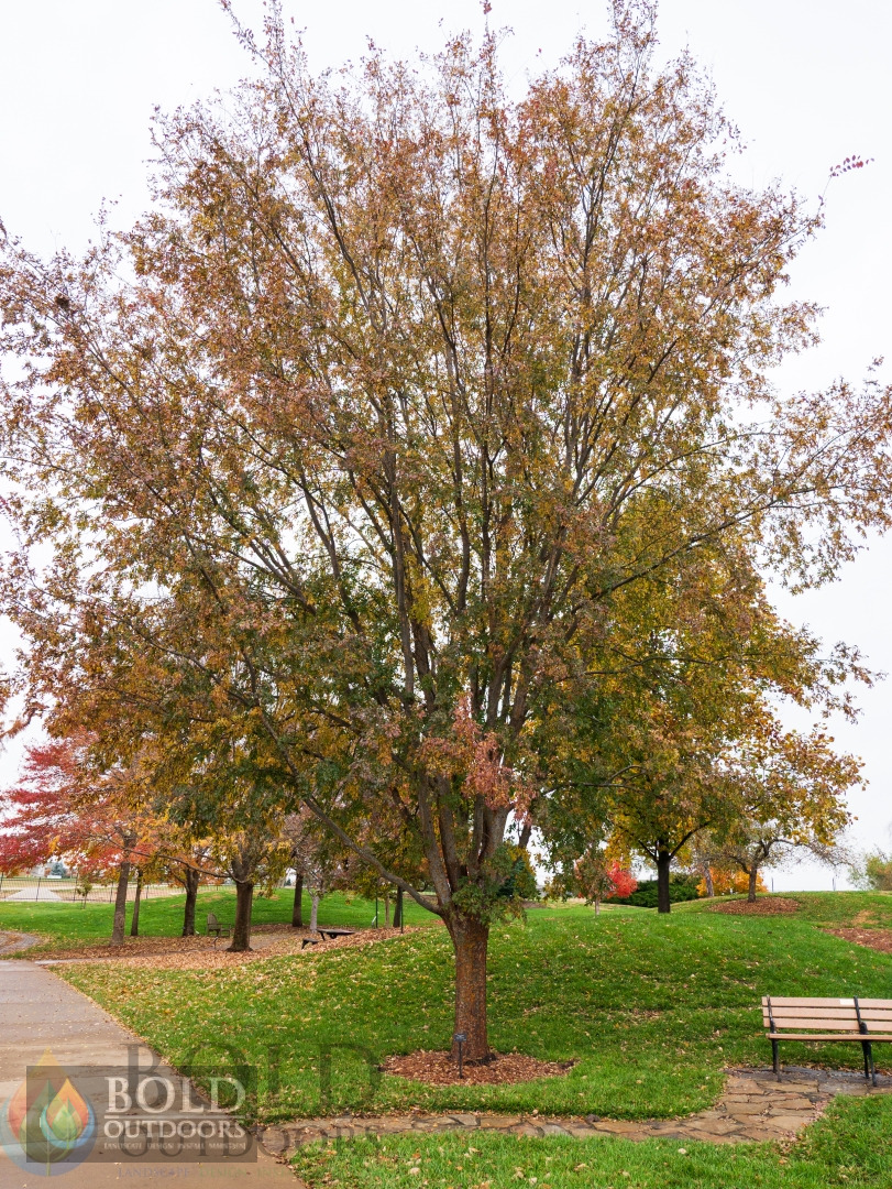 Glory Lacebark Elm
