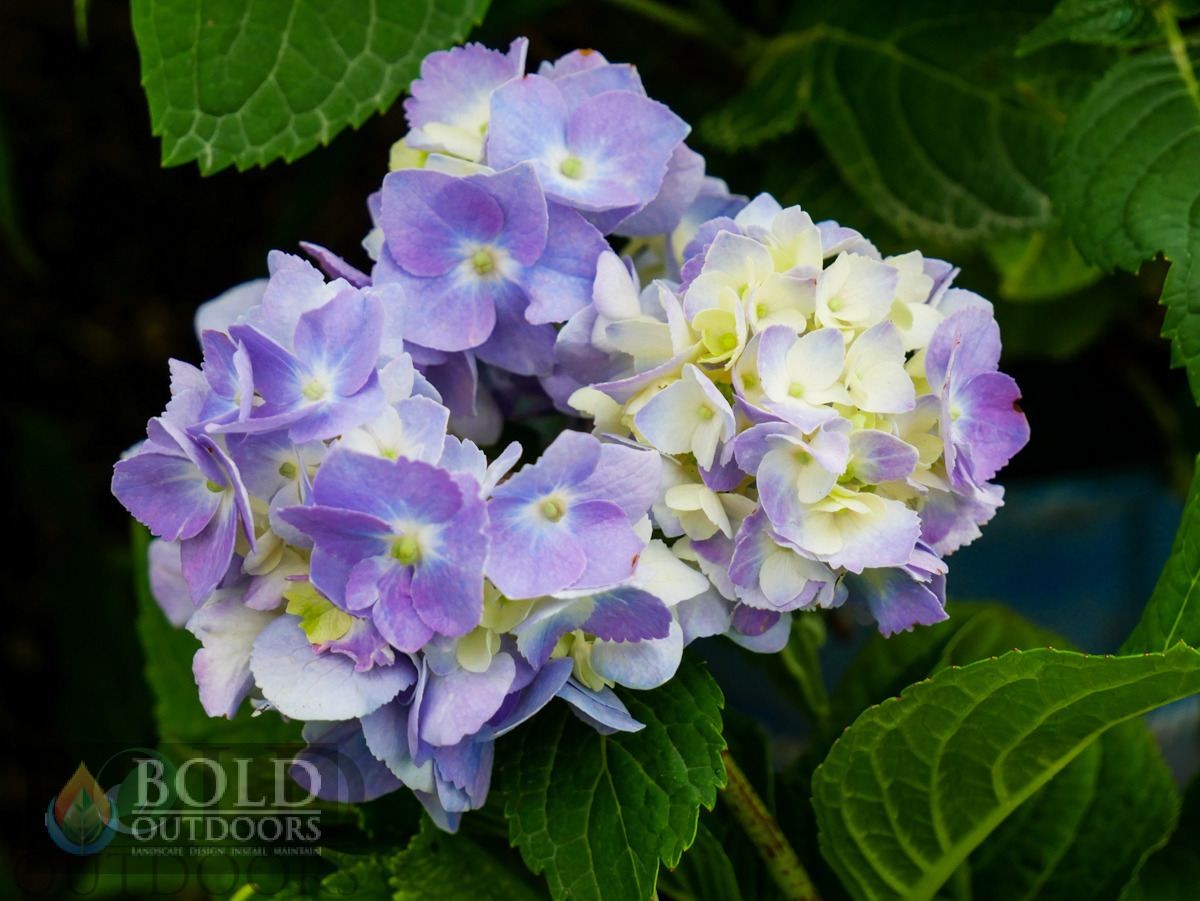 Endless Summer Hydrangea