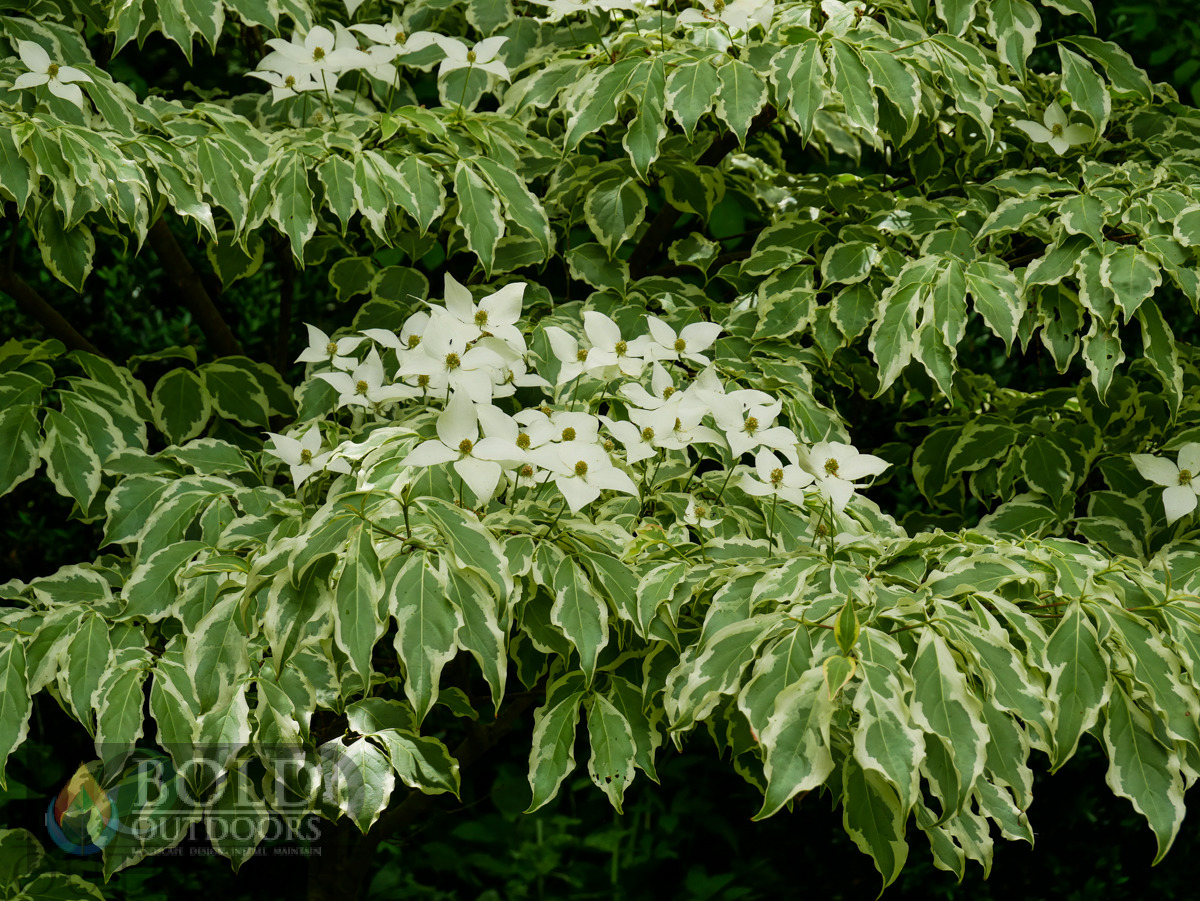 Wolf Eyes Kousa Dogwood