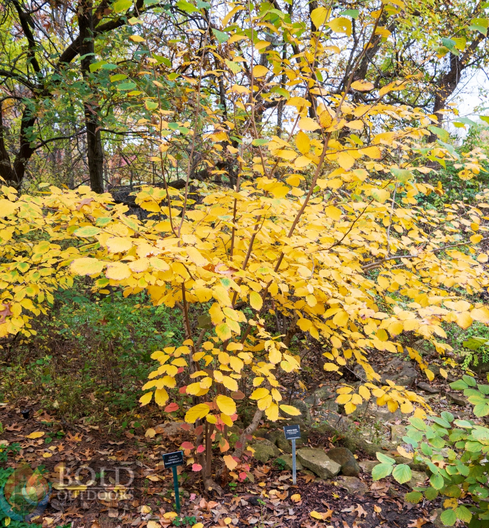 Arnold Promise Witchhazel