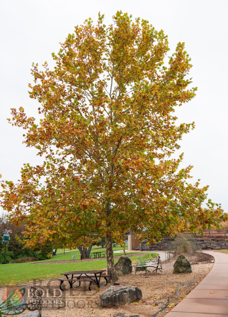 American Sycamore
