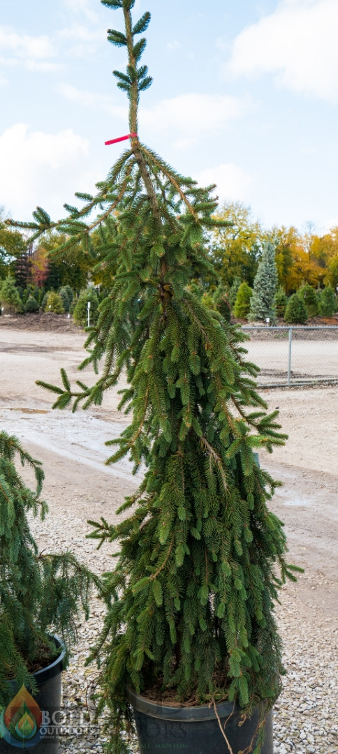 Weeping Serbian Spruce