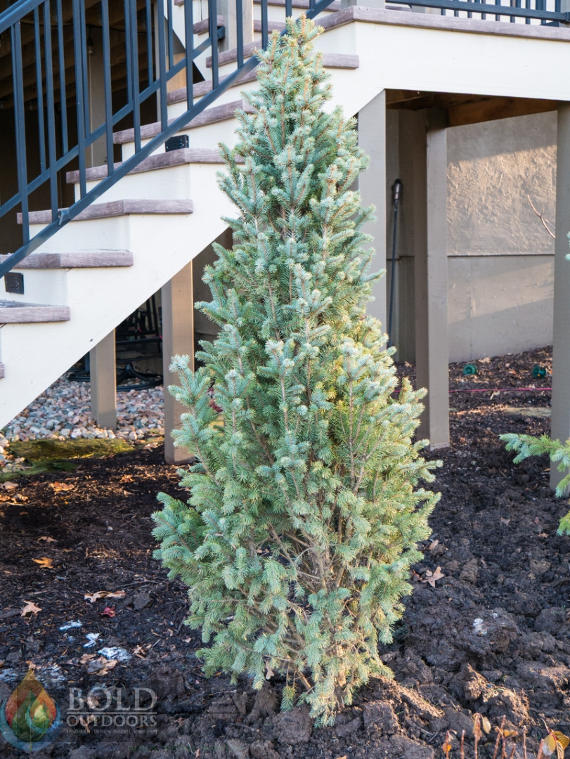 Iseli Fastigiate Blue Spruce