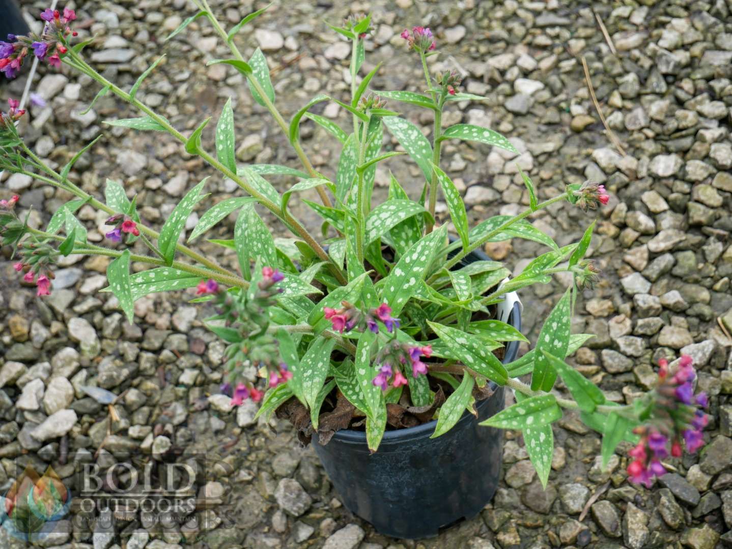 Raspberry Splash Lungwort