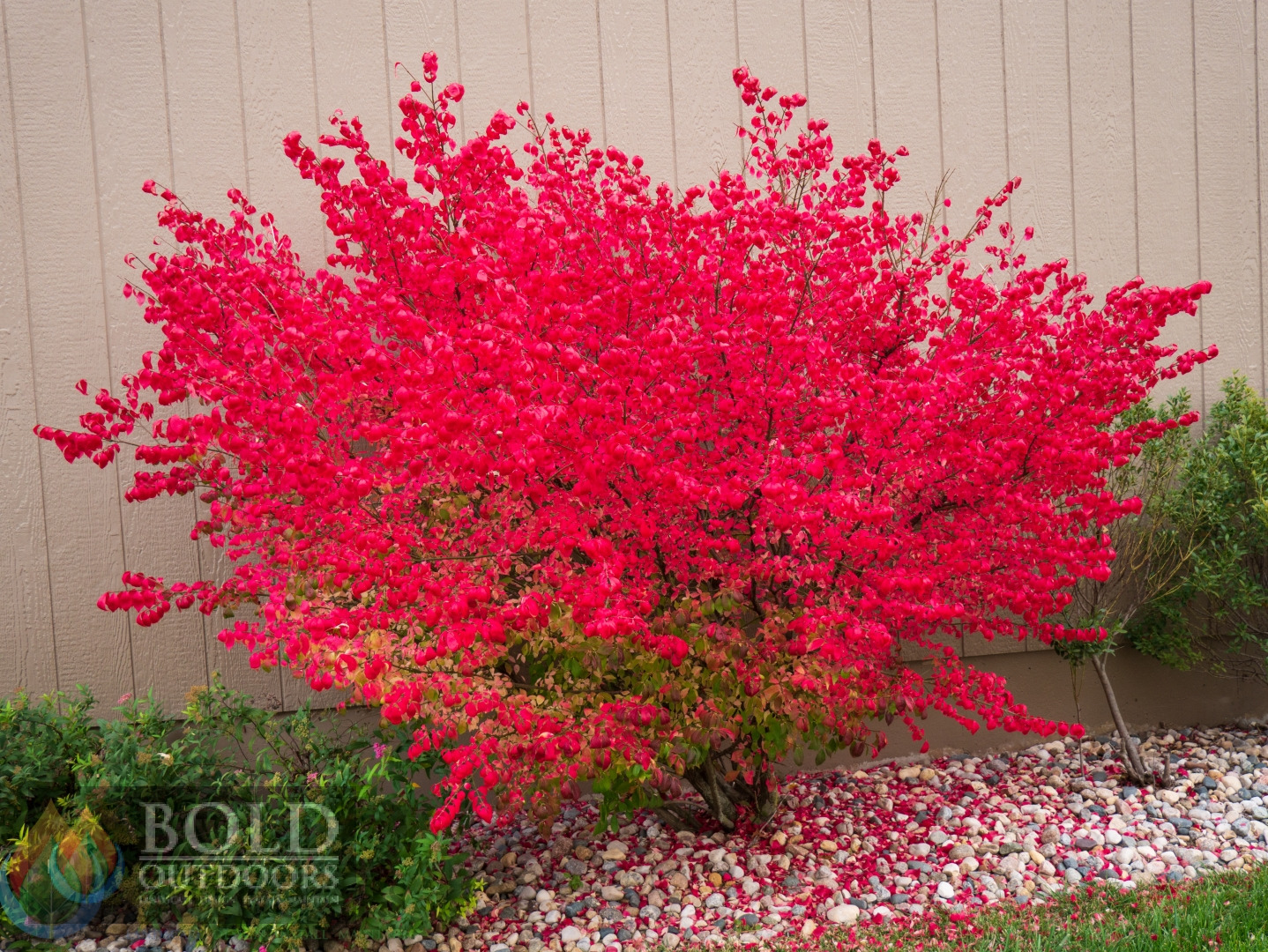 Compact Burning Bush