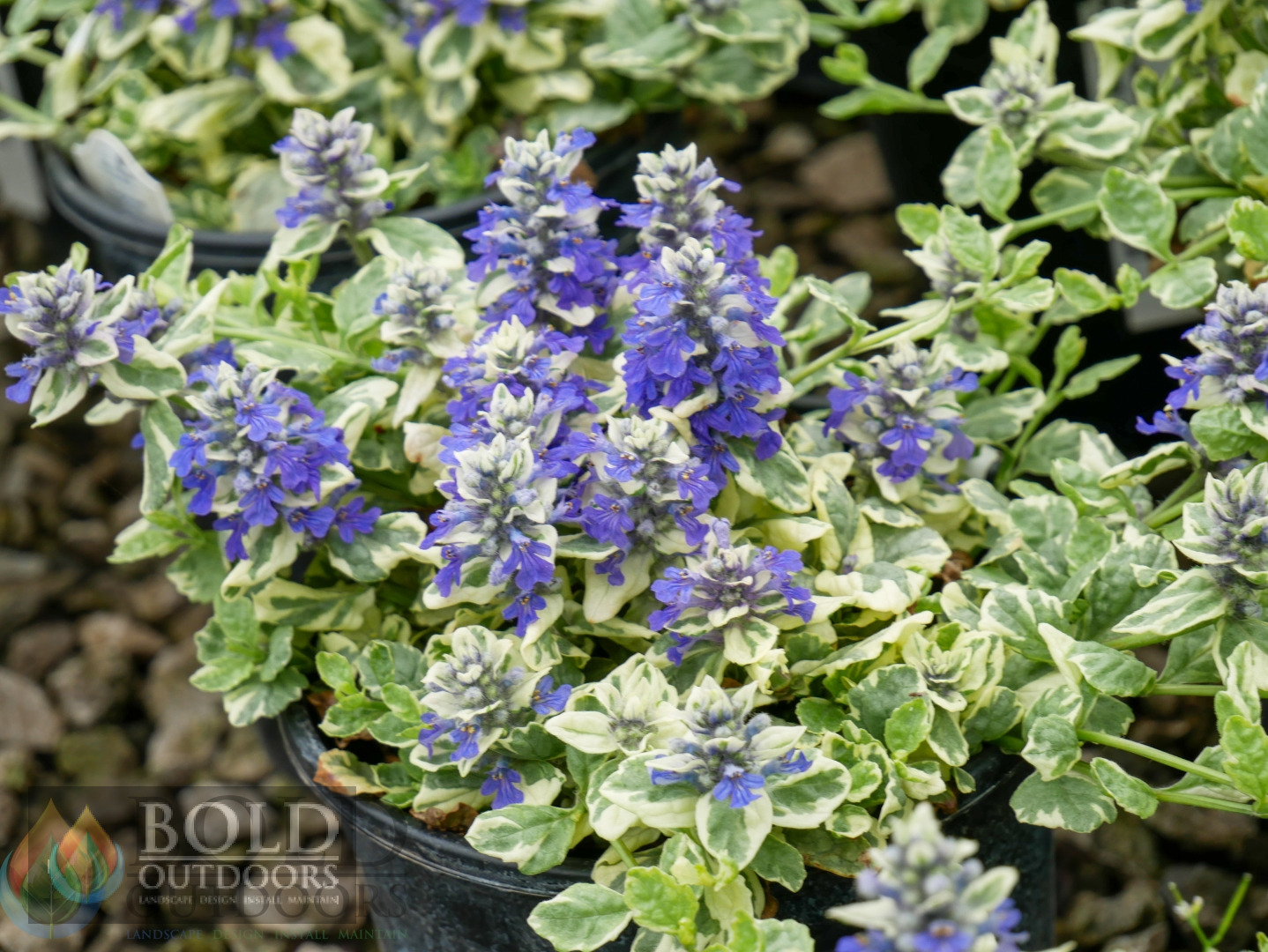 Silver Queen Ajuga