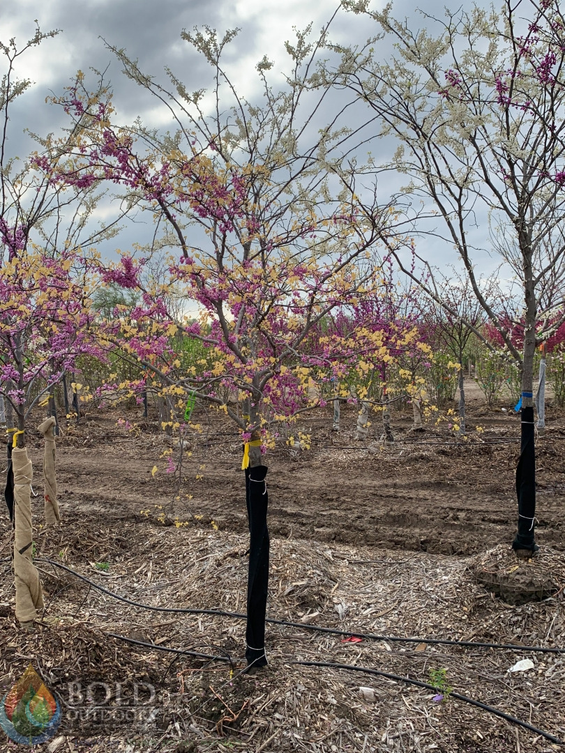 The Rising Sun Redbud