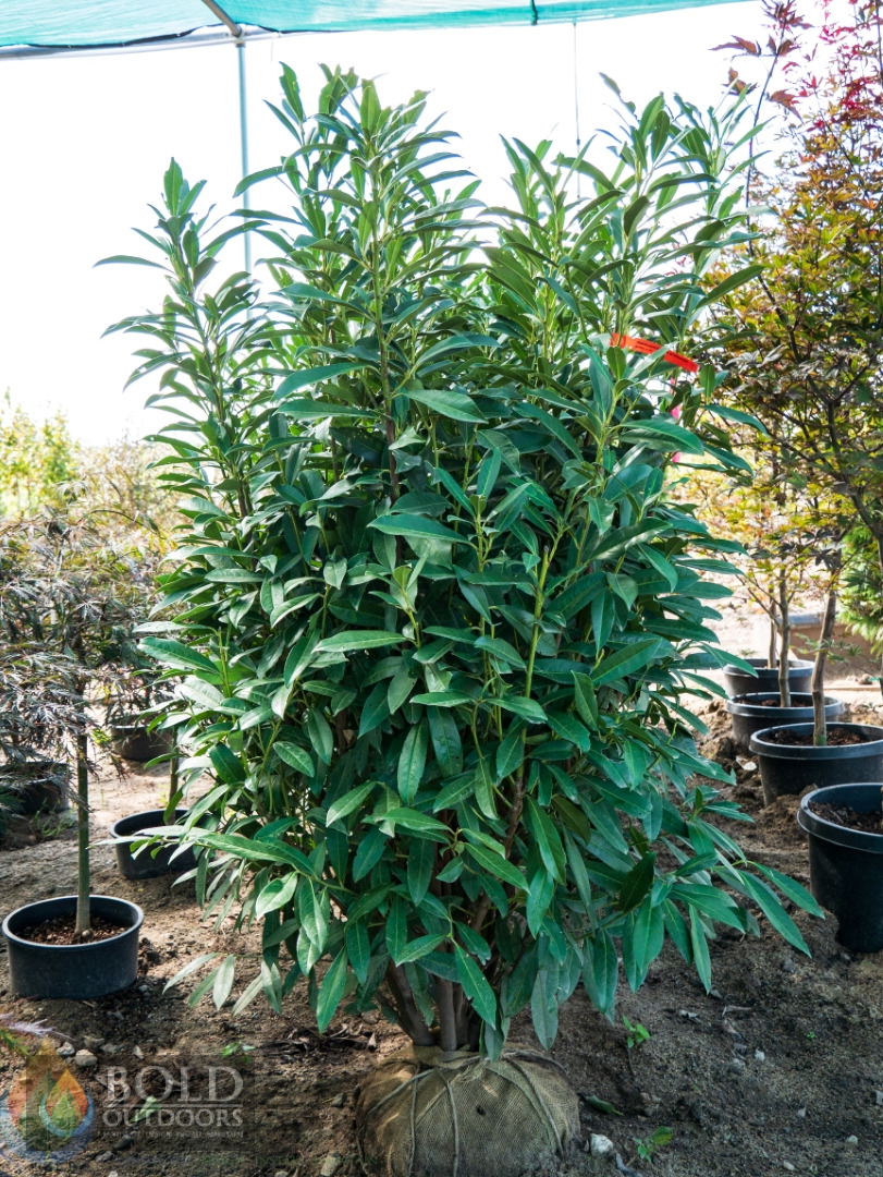 Schipka Laurel