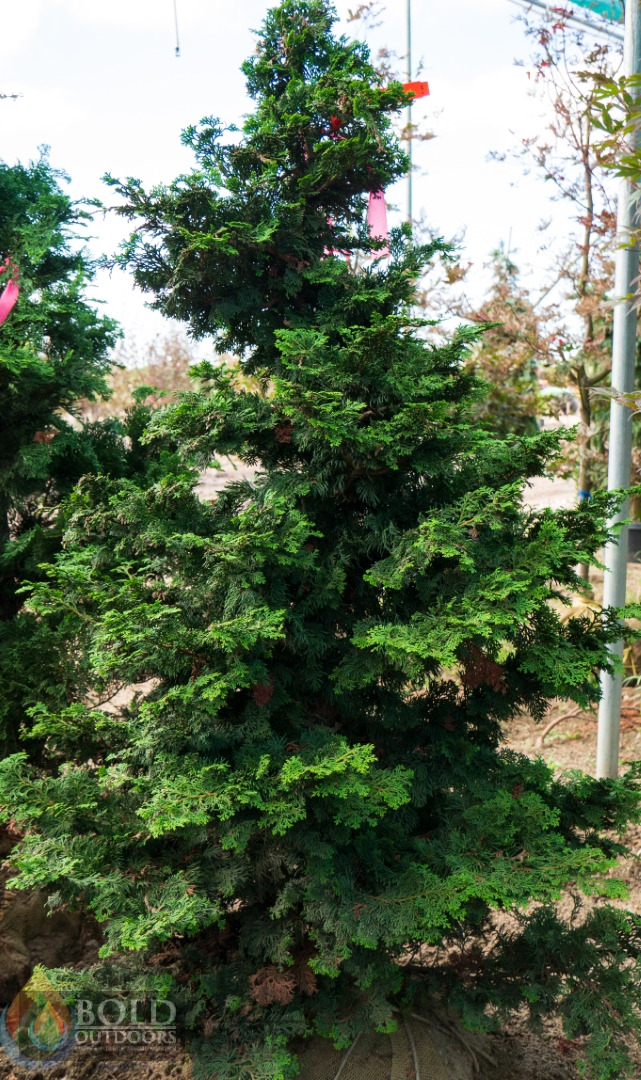 Gracilis Hinoki Cypress