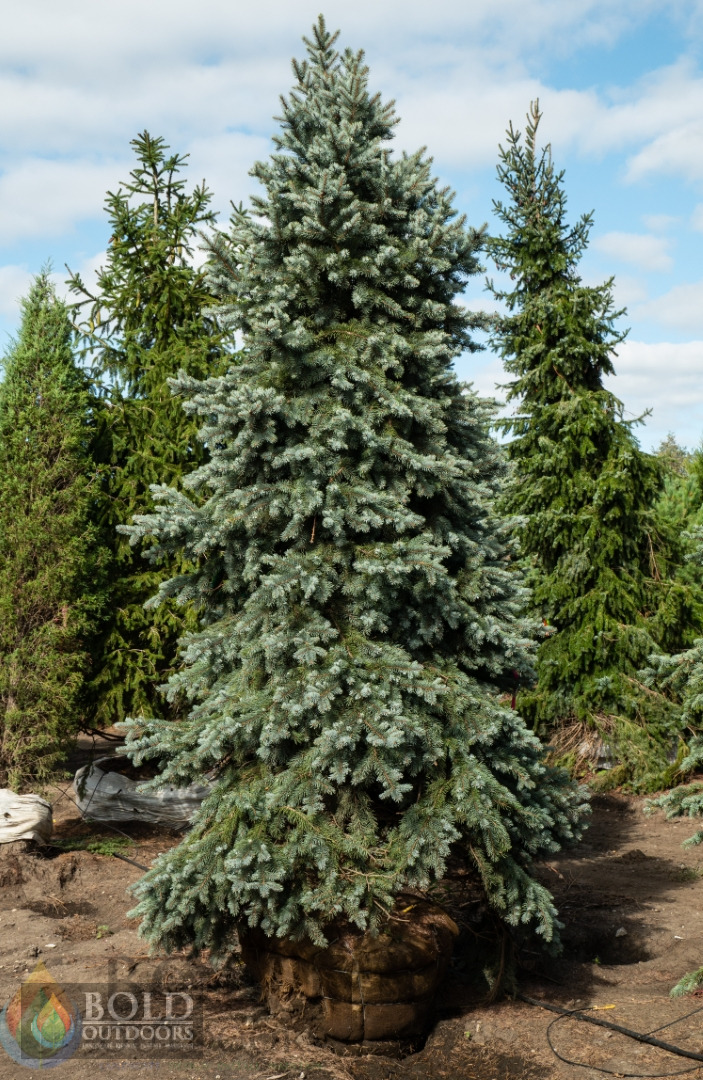 Baby Blue Eyes Spruce