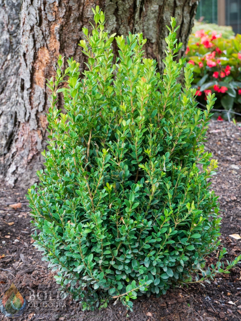 Baby Gem Boxwood