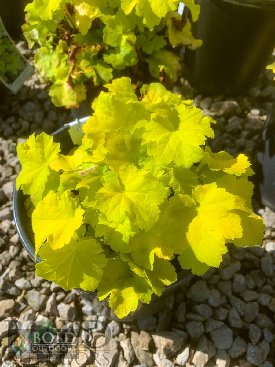 Citronelle Coralbells
