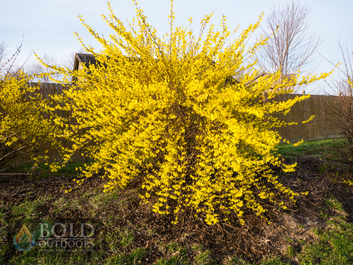 Lynwood Gold Forsythia