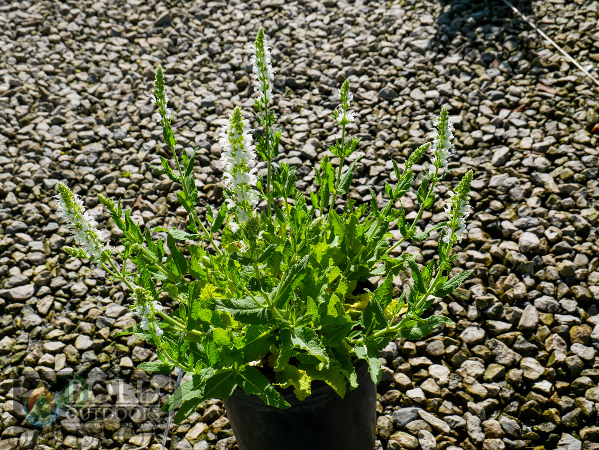 Snow Hill Salvia