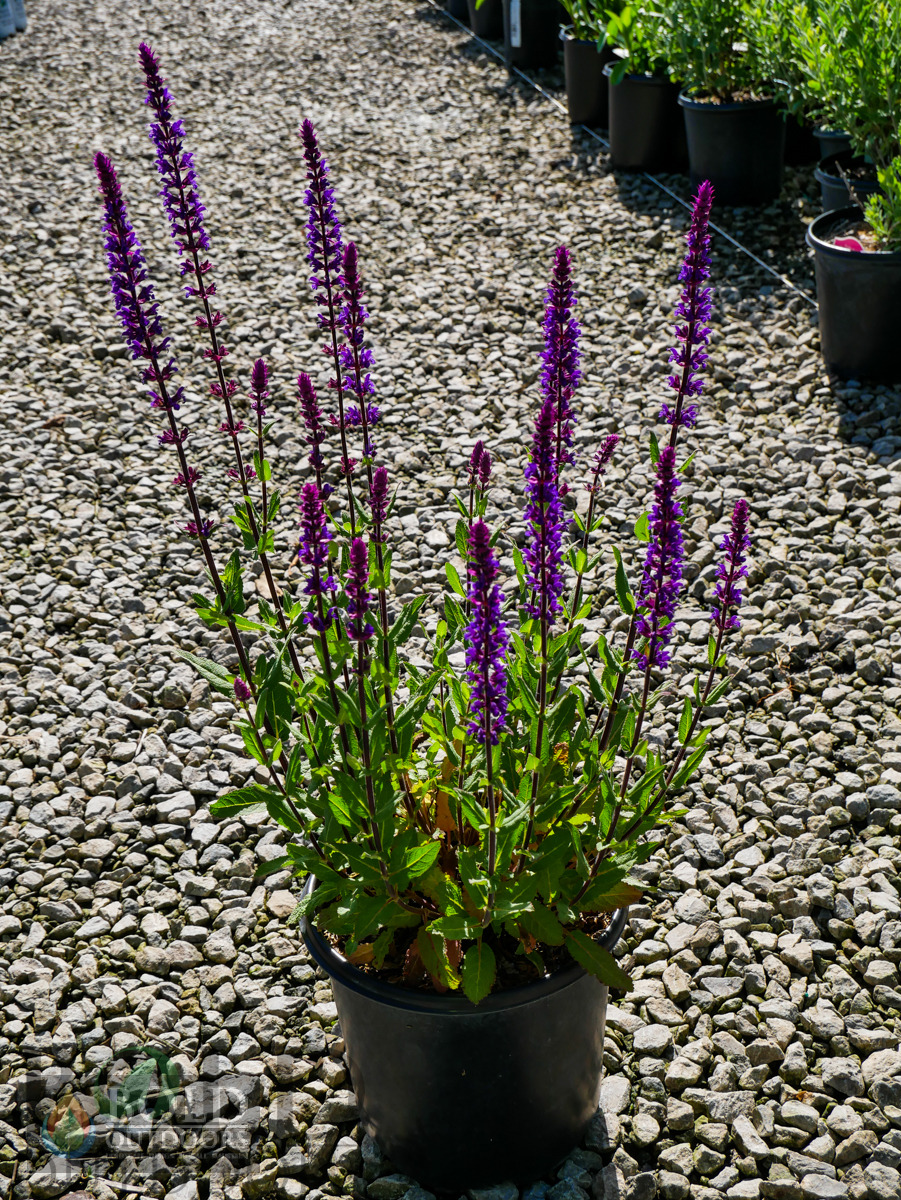 Caradonna Salvia